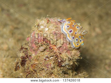closed up the nudibranch in Myanmar divesite