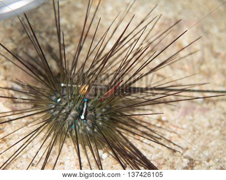 closed up the sea urchin in Myanmar divesite