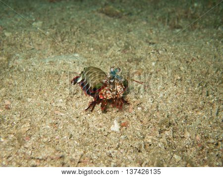 closed up the mantis shrimp in Myanmar divesite