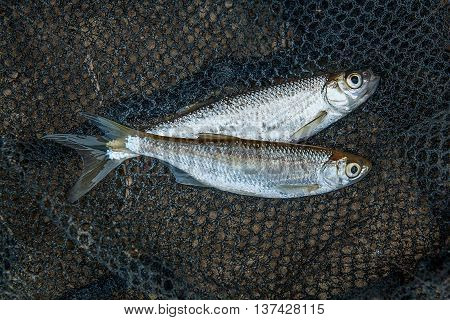 Several Ablet Or Bleak Fish On Black Fishing Net.