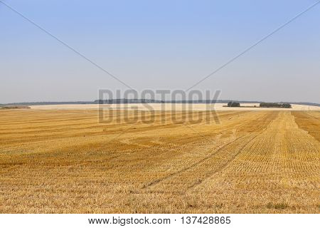 photographed agricultural field on which grow cereals, wheat