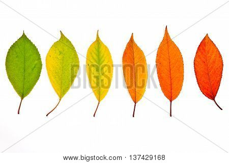 Assort Of Different Autumn Leaves Isolated On White Background. With Clipping Path.
