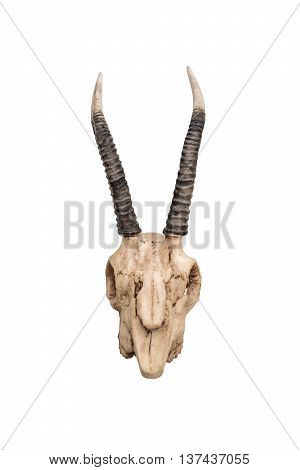 Skull of goat, isolated on white background, front view