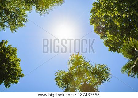 The tops of the trees on the background of clear sky and sun beams in the park