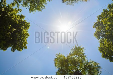 The tops of the trees on the background of clear sky and sun beams in the park