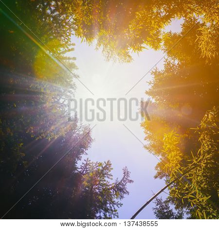 The tops of the trees on the background of clear sky and sun beams in the park. Retro toned.