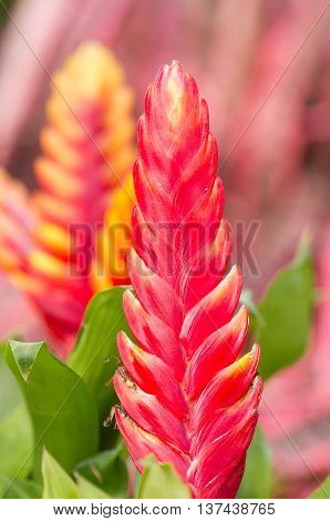 bromeliad or vriesea splendens flower. Beautiful  flower with blur background.