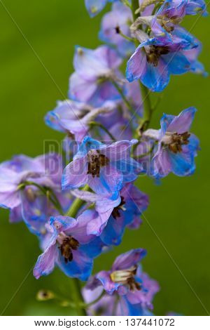 The Larkspur flower (Delphinium elatum hybrid)