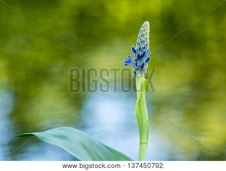 Royal Pickerel flower with a colorful out of focus background.