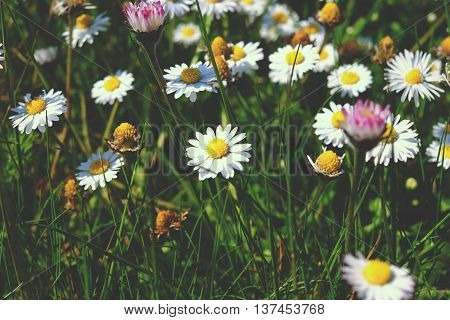 Daisies And Wildflowers