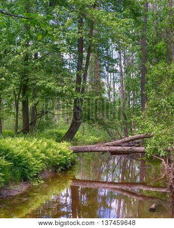 Reflections along the bank of the Little Cedar River near Gladwin Michigan.