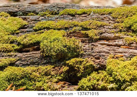 Closeup from moss on tree trunk with bark