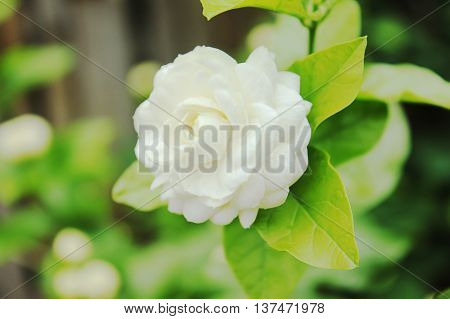 Jasmine (Other names are Jasminum , White background green blur.