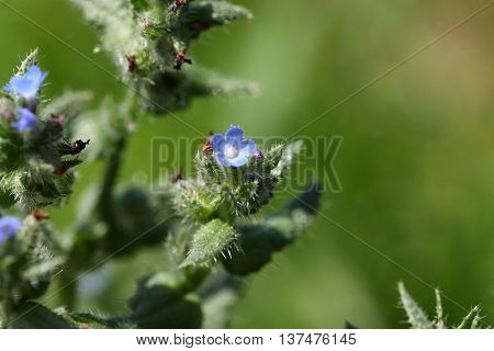 Flowers of a small bugloss or annual bugloss (Anchusa arvensis)