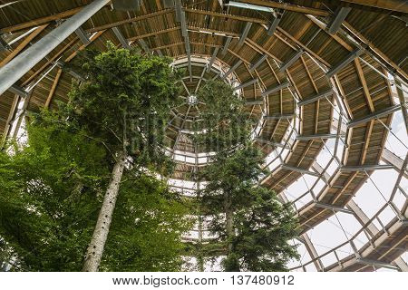 Path above the trees - Neuschonau - right in the National Park Bavaria black forest. Germany