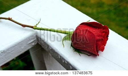 beautiful close-up rose with water drops rain rose