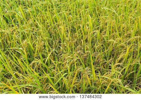 ear of paddy rice in rice fields