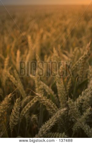 Campo di grano