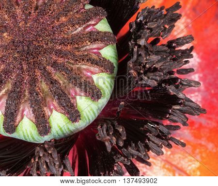 As the bloom fades a pod takes shape ready to sead another oriental poppy.