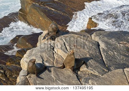 New Zealand fur seals sunbathing on Colony rocks near the ocean at Admirals Arch, coast of Kangaroo Island, South Australia
