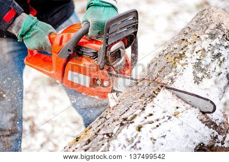 Adult Worker Cutting Trees With Chainsaw And Tools