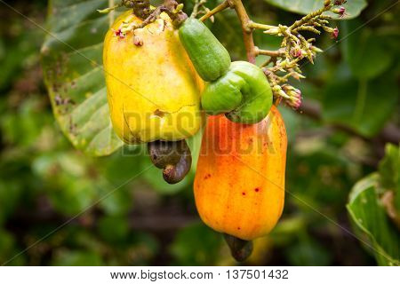 A cashew tree with cashew nuts and cashew apples