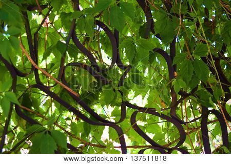 Plants surrounding an outdoor sculpture in a lush garden