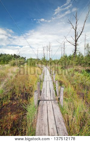 wooden path on the swamp during sunny day