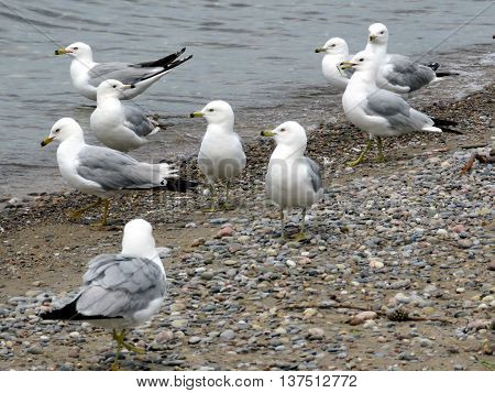 Gulls on a beach of the Lake Ontario in Toronto 23 June 2016 Canada