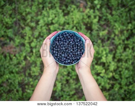 Bilberries in a bowl held by a woman