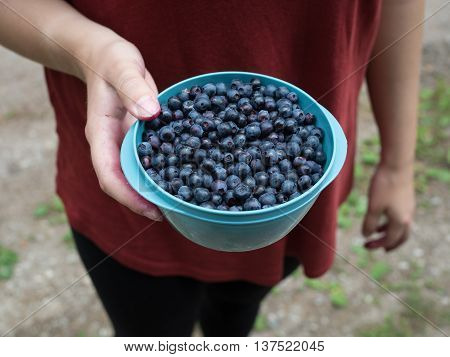 Bilberries in a bowl held by a woman