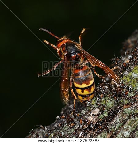 Close up view of an European Hornet (Vespa Crabro) attacked by group of ants