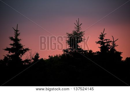 A lovely view of tree top silhouettes during a beautiful sunset
