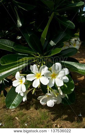 Photo of Plumeria flowers on tree in Thailand