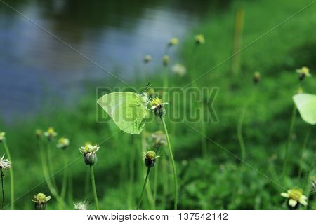Butterflies and Flowers,Greenม Background, yellow, green swamps.