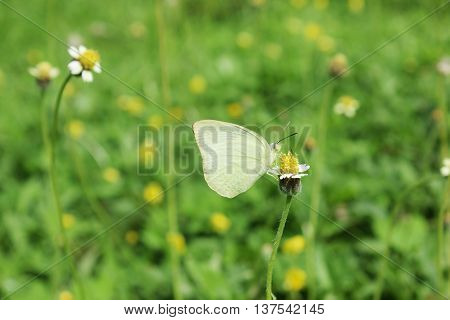 Butterflies white and Flowers Green background yellow