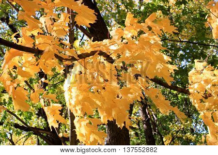 autumn maple leaves blue sky yellow orange