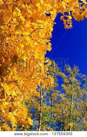 autumn maple leaves blue sky yellow orange