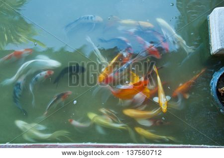 Koi Fish On The Surface multi-colored koi fish swim on the surface of a green koi pond.