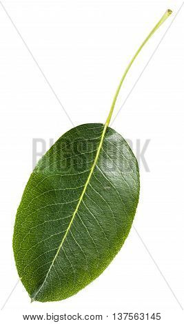 Green Leaf Of Pear Tree Isolated