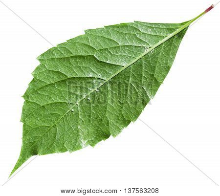 Back Side Of Green Leaf Parthenocissus Plant