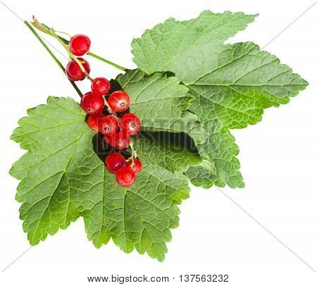 Red Berries And Green Leaves Of Redcurrant