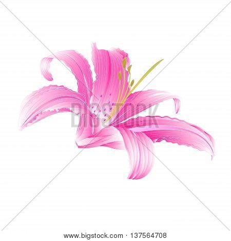 Spring flower pink Lily Daylily vector illustration