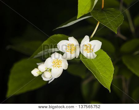 White flowers on mock-orange shrub with bokeh background macro selective focus shallow DOF