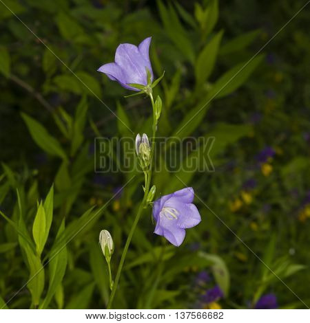 Blue-purple Bellflower Campanula flowers with bokeh background close-up selective focus shallow DOF