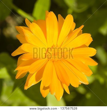 Common or Pot Marigold Calendula officinalis flower macro with soft edges selective focus shallow DOF
