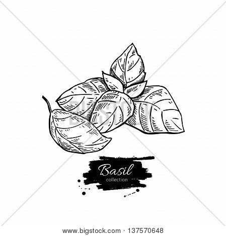 Basil vector drawing set. Isolated plant with leaves. Herbal engraved style illustration. Detailed organic product sketch. Cooking spicy ingredient