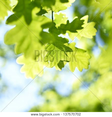 fresh green leaves with copy space. Green oak leaves in the sun with selective focus and defocused background. Nature background in spring.