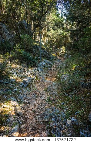 Path Through The Forest To The Beach Dafnoudi, Kefalonia, Greece
