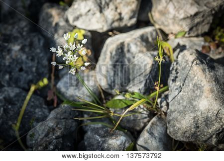Flowers On The Rocks On The Beach Dafnoudi, Kefalonia, Greece